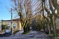 Potatura notturna di 30 tigli in via Capriglia da domani sera