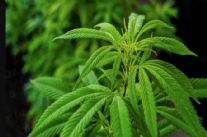 Droga: 20 piante di cannabis in casa, arrestato a Torre del Lago